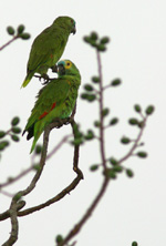 Blue-fronted Parrots